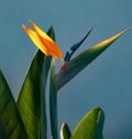 Portrait of a Bird of Paradise flower