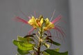 Single Bird of paradise shrub or Erythrostemon gilliesii plant with flower heads composed of yellow petals with red stamens on Royalty Free Stock Photo