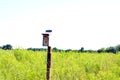 Single birdhouse attached to pole in middle of field