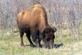 Single Bison Grazing in Early Spring Royalty Free Stock Photo
