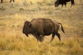 Single bison grazing in the Lamar Valley, Yellowstone, Wyoming. Royalty Free Stock Photo