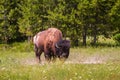 Single Bison Grazing in Yellowstone National Park