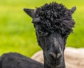 A single black Alpaca in Charnwood Forest