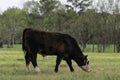 Single black baldy grazing in springtime pasture