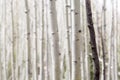 Single Black Birch Tree Trunk Royalty Free Stock Photo