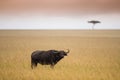 Single black buffalo on african savannah Royalty Free Stock Photo