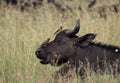 Single black buffalo on african savannah Royalty Free Stock Photo