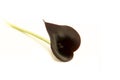 Single black calla lily flower Royalty Free Stock Photo