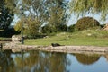Single Black Cat looking for fish at a pond Royalty Free Stock Photo