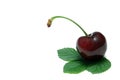 Single Black Cherry Royalty Free Stock Photo