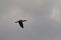 Cormorant in flight under a dark cloudy sky - Phalacrocorax carbo Royalty Free Stock Photo