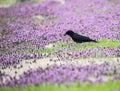 A single black Crow feeds in purple wildflowers. Royalty Free Stock Photo