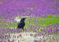 A single black Crow feeds in purple wildflowers. Royalty Free Stock Photo
