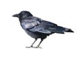 Black Crow Isolated on White Background Clean Royalty Free Stock Photo