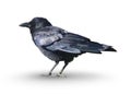 Black Crow Isolated on White Background Royalty Free Stock Photo