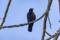 a single black crow sitting on a tree branch