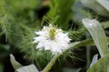 Single Black cumin or Nigella sativa annual flowering plant with unusual open blooming delicate white flower surrounded with Royalty Free Stock Photo