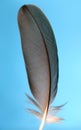 Single Black Feather