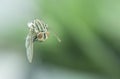 Black fly flying in home Royalty Free Stock Photo