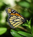 A Monarch Butterfly rests in a Colorado garden. Royalty Free Stock Photo