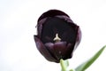 single Black gotic tulips on white background