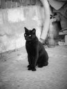 Single black graceful cat, standing on pavement outdoors