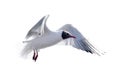 Single black-head isolated white gull photo Royalty Free Stock Photo