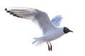 Single black-head isolated white seagull photo Royalty Free Stock Photo