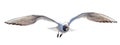 Single black-head seagull fast direct flight Royalty Free Stock Photo