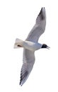 Single black-head seagull view from below Royalty Free Stock Photo