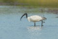 Single Black-headed ibis(Threskiornis melanocephalus) Royalty Free Stock Photo