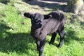 Single black lamb on a green meadow on a sunny day during springtime in Germany Royalty Free Stock Photo