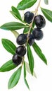 Single black olive isolated on white background for versatile use in design and culinary projects Royalty Free Stock Photo
