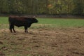 Single black ox bullock stands on field
