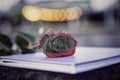 Single black rose flower laying on a book on light bokeh vintage background. Still life and fragility concept.