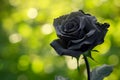 A single black rose in a tranquil garden setting, with a blurred green background.