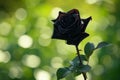 A single black rose in a tranquil garden setting, with a blurred green background.