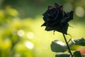 A single black rose in a tranquil garden setting, with a blurred green background.