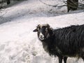 Single black sheep in deep snow, looking towards the camera Royalty Free Stock Photo