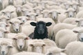 Single black sheep in large flock of white sheep Royalty Free Stock Photo