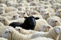 A Single Black Sheep Stands Out Amongst a Flock of White Counterparts in Rural Grazing Fields Created With Generative AI Royalty Free Stock Photo