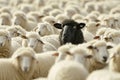 A Single Black Sheep Stands Out Amongst a Flock of White Counterparts in Rural Grazing Fields Created With Generative AI Royalty Free Stock Photo