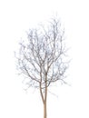 A single black silhouette of a leafless winter tree with bare branches isolated on a white background representing a dry dead Royalty Free Stock Photo