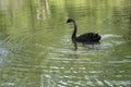 Single Black Swan Swimming in a Lake With a Green Reflection on The Water Royalty Free Stock Photo