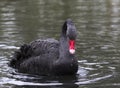 Single black Swan