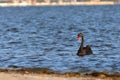 A single black swan swimming on the river