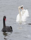 A single black swan and two white swans Royalty Free Stock Photo