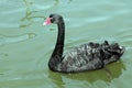 Single black swan Royalty Free Stock Photo