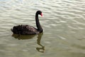 Single black swan Royalty Free Stock Photo