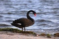 Single black swan at the waters edge
